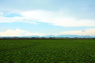 广袤绿野
