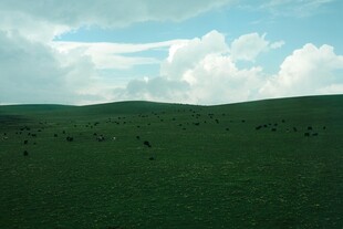 草原风光