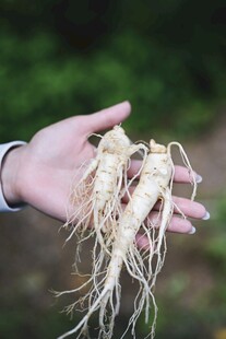 手中持人参