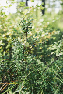 野外绿色植物景观