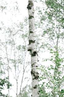 挺拔白桦树