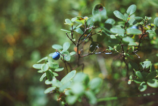 蓝果绿叶植物特写