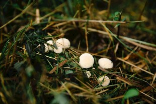 草丛中的白色小蘑菇