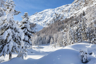 冬日雪景中的银白山林