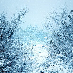 冬日雪景中的银白树林