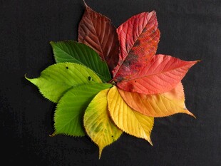 多彩秋叶组合