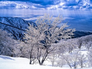 冬日雪景中的银树与远山