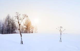 冬日雪景中的孤树