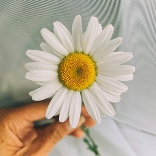 手捧清新小白菊