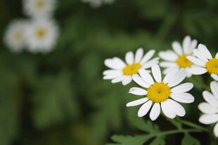 清新小白菊绽放