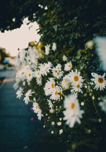 路边绽放的清新小白菊