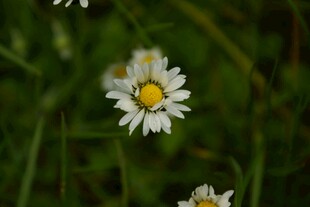 田野中的清新小白菊