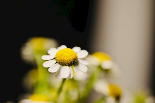 清新小白菊绽放瞬间