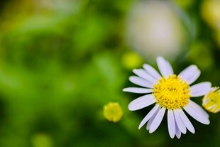 清新小白菊绽放绿意间