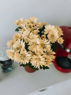 桌上绽放的黄色菊花