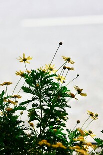 阳光下的黄色小花