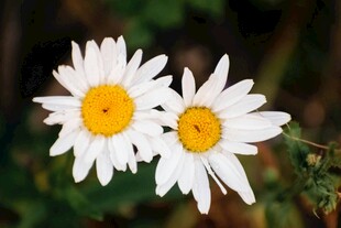 两朵清新小白菊