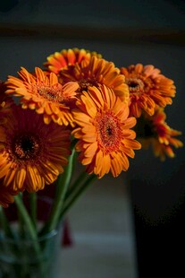 橙色非洲菊绽放