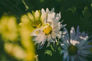 阳光下的清新小白菊