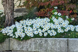 石砌花坛中的白色花卉