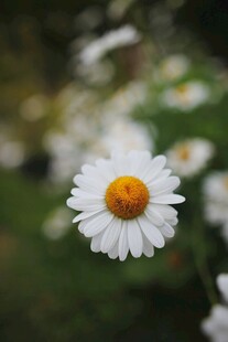 清新小白菊绽放于绿野