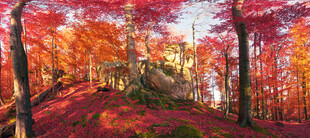 秋日枫林美景