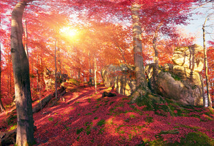 秋日山林阳光美景