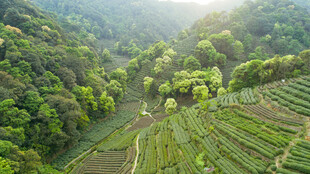 山间梯田