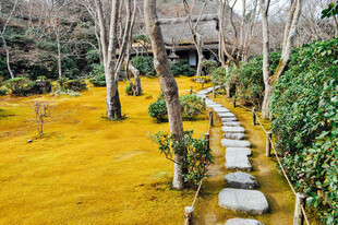 日式庭院小径金黄草地景观