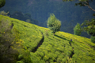 翠绿山坡上的孤树茶园