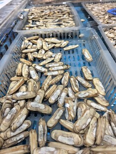 海鲜贝类