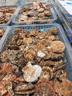 海鲜扇贝