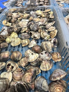 新鲜贝类海鲜整齐摆放