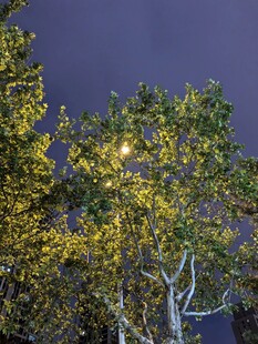 夜幕下发光的葱郁树木