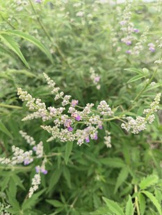 繁茂草丛中的淡紫小花