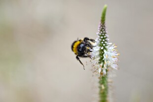 蜜蜂停驻在白色小花上