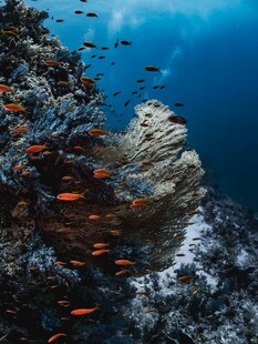 海底珊瑚与群鱼景观