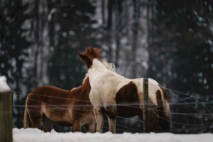 雪地中亲昵的两匹马