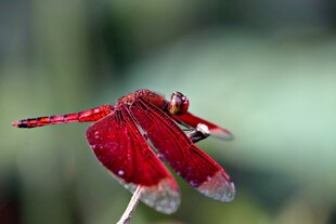 红蜻蜓停驻瞬间