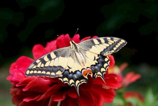 蝴蝶停驻鲜艳红花上