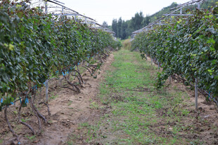 果园果树种植景象