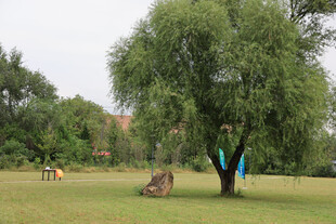 公园中葱郁柳树与休闲场景