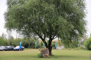 草坪大树下的休闲场景