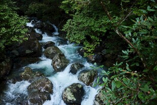 山间溪流潺潺流淌