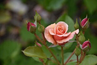 粉色娇艳月季花