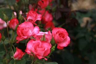 粉色月季花