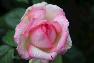 娇艳双色月季花