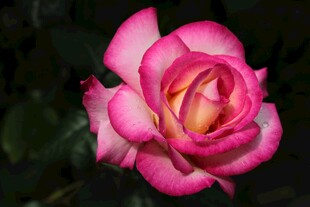 粉色月季花