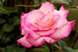 娇艳月季花