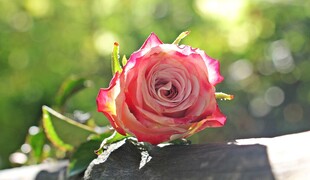 粉色玫瑰花